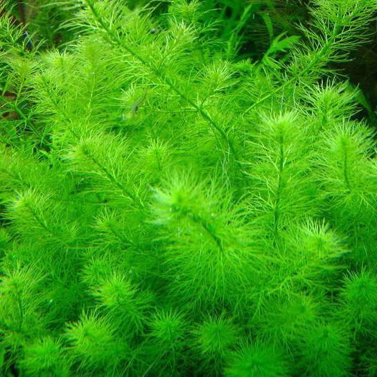 ADA Myriophyllum sp. Guyana Bob s Tropical Fish 2021 Local